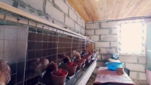 Стоит ли покупать списанных кур несушек с птицефабрики?