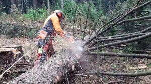 Chainsaw Husqvarna 560XP II VS BIG TREE , Garden and Forest