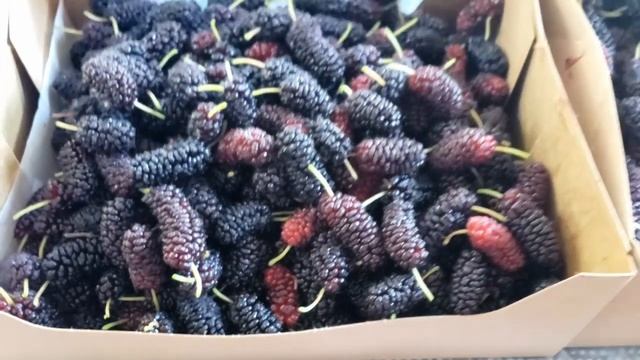 ШЕЛКОВИЦА УРОЖАЙ +30 кг ягод. Как приготовить СОК И ДЖЕМ с помощью ФУД МИЛЛА