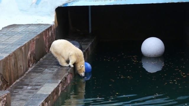 У белых медвежат день начался с вольной борьбы, а мама Герда была судьей. смотреть онлайн