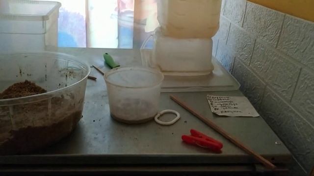 Содержание перепелок в жилой комнате! смотреть онлайн