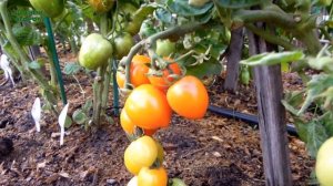 Самый РАННЕСПЕЛЫЙ и НИЗКОРОСЛЫЙ томат для открытого грунта! Обзор сортов ТОМАТОВ!