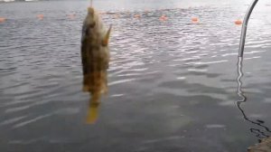 Рыбалка июнь Чёрное море 21г