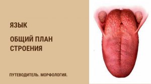 Язык. Общий план строения