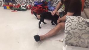 Щенку Кане Корсо 2 месяца,Али,