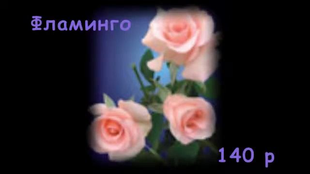 ЧАЙНЫЕ РОЗЫ смотреть онлайн