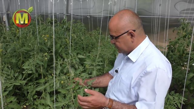 ? Подкормка и Уход ЗА ТОМАТАМИ ВО ВРЕМЯ ЦВЕТЕНИЯ ДЛЯ УВЕЛИЧЕНИЯ УРОЖАЯ