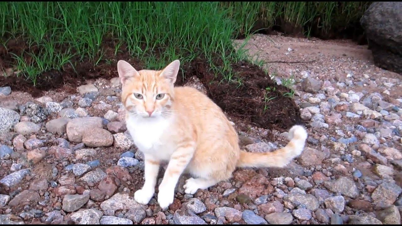 С  рыжим котом на озере... Примерно 2012год.