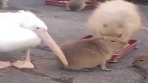 Мои сны при температуре 40: