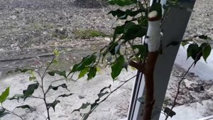 Прививка фикуса бенджамина в домашних условиях