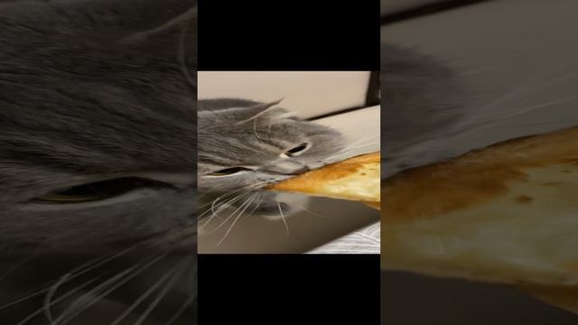 Котик стянул пиццу