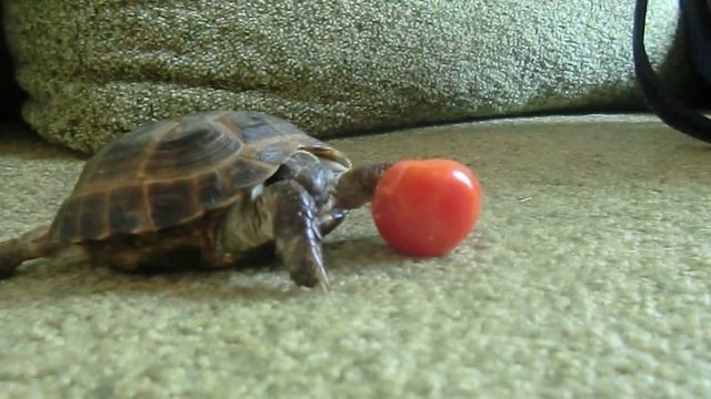 Как черепаха ест помидор. смотреть онлайн