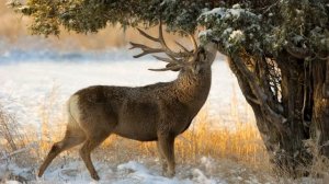 Картинка животное. Олень, можжевельник. Dierfoto. Deer Juniper. Animal picture. Deer juniper