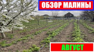 ОБЗОР МАЛИНЫ ПОЛЬКА ВЕСНОЙ || ЛУЧШИХ СОРТОВ РЕМОНТАНТНОЙ МАЛИНЫ #малина #выращивание #посадка