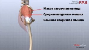 Тазобедренный сустав. Хорошая визуализация.