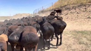 ГИССАРСКАЯ ПАРОДА ОВЦЫ В АДЫГЕЕ