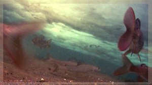 Решили посмотреть что подо льдом и были шокированы. Хариус. Зимняя рыбалка