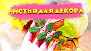 Как сохранить осенние листья для поделок в глицерине надолго | сушим листья для декора и гербария