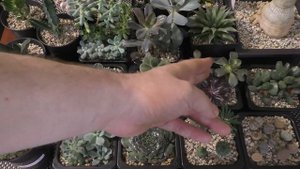 В ПОИСКАХ ИДЕАЛЬНОГО ГРУНТА ДЛЯ СУККУЛЕНТОВ)