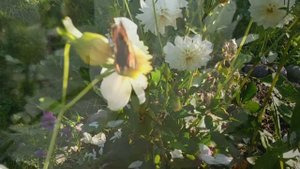 ФУТАЖ СОЛНЕЧНОЕ  УТРО, (БАБОЧКА И ЦВЕТЫ)