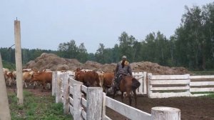 Пастух гонит коров на пастбище