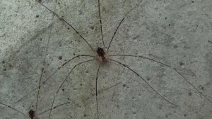 Огромные пауки-сенокосцы в гродненских лесах