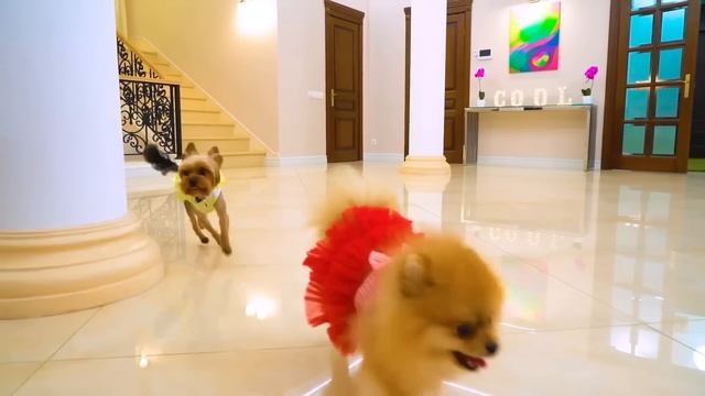 Строим Секретные Домики Для Животных || Мы Приютили Питомцев - 4 Стихии смотреть онлайн