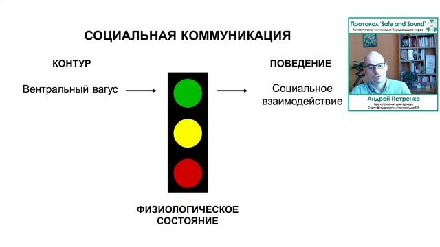 Три нервных контура, 6 поливагальных состояний смотреть онлайн