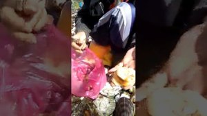 сбор морского гребешка на Сахалине.