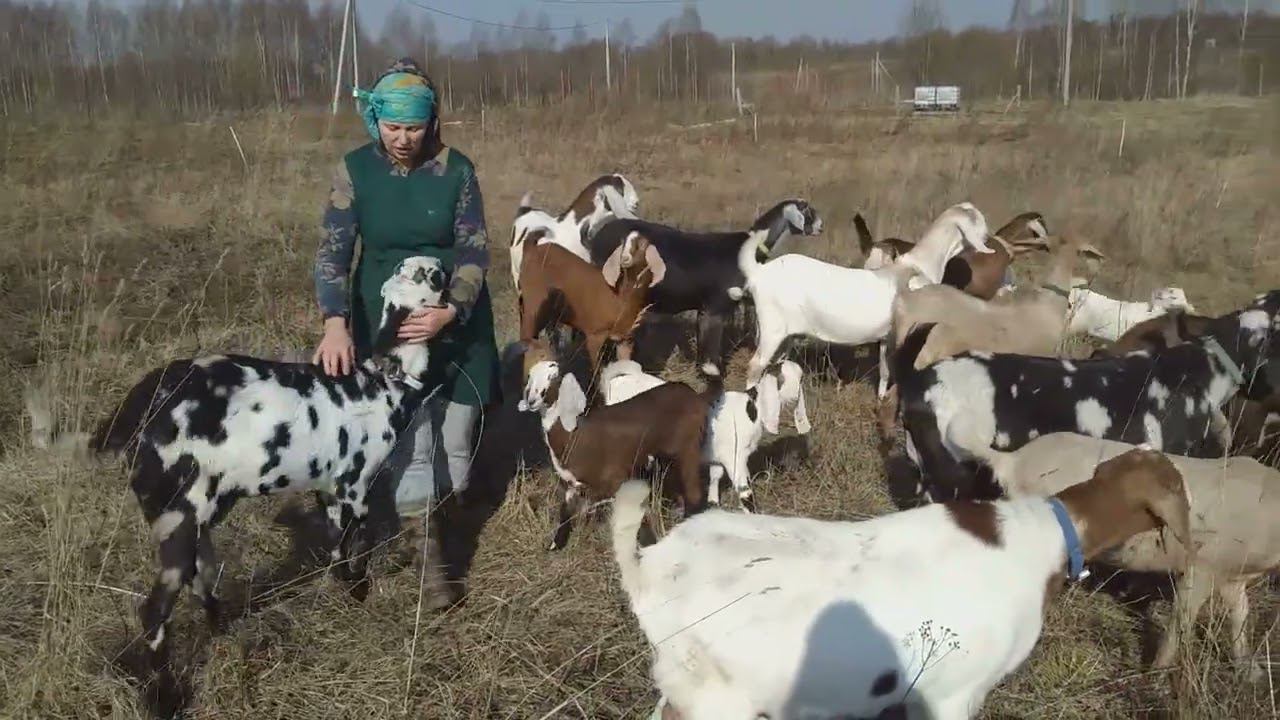Корова полюбила козла  Очень трогательно