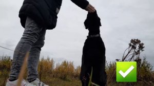 УЧИМ ТРЮКИ. 🍁"ЗАЙКА"🍁LABRADOR RETRIEVER ROSA MARIA