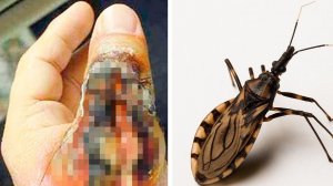 9 Опасных Животных, Которых Никогда Не Надо Трогать