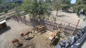 Тбилисский зоопарк. Грузия. Эпизод 50