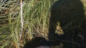 Первый день рыбалки. Установка самоловки и подкидухи. Первая щука на живца