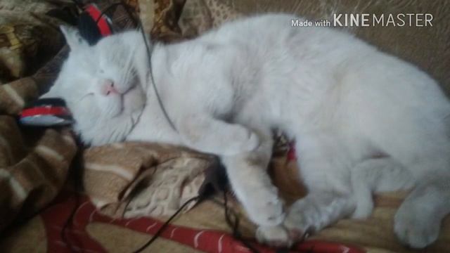 Все фото моего кота Филиппа смотреть онлайн