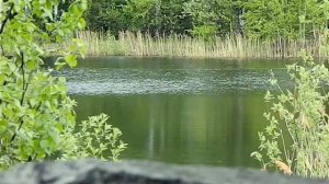 Озеро. Верхняя Пышма.