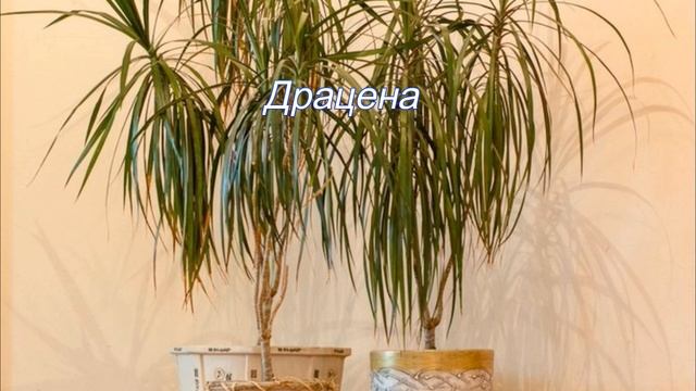 Крупные теневыносливые комнатные растения смотреть онлайн