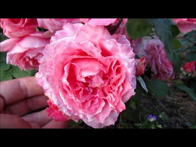 РОЗА ИНСТИТУТ ЛЮМЬЕР (Institut Lumiere) смотреть онлайн