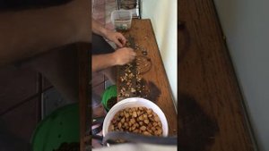 Как колоть абрикосовые косточки