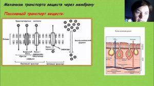 Механизм транспорта веществ через мембрану. Пассивный транспорт веществ. Диффузия.