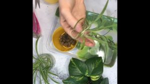 Сажаем укоренившиеся черенки спатифиллума и сциндапсуса.