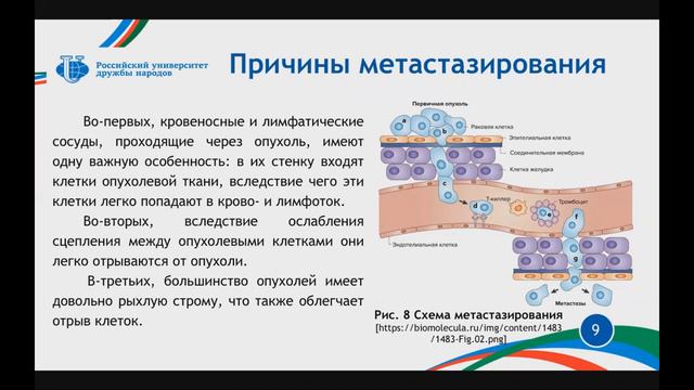 Общепатологические аспекты ветеринарной онкологии. Часть 2.