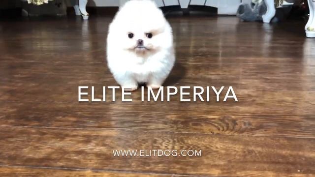Экстра мини белый померанский шпиц! www.elitdog.com смотреть онлайн
