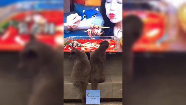 СМЕШНЫЕ КОШКИ И ДРУГИЕ ЖИВОТНЫЕ/ 5 МИНУТ СМЕХА/ FUNNY CATS AND OTHER ANIMALS смотреть онлайн