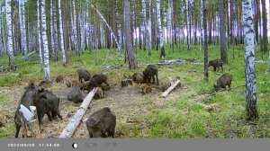 Лось и кабан посещает наши кормушки. в лесу круто. #лось #кабан #тюмень #охота #лес #тюмень #offroa