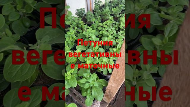 Петуния маточная вегетативные 🌿