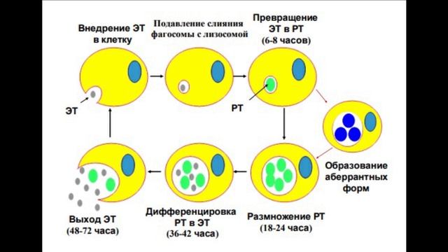 Жизненный цикл хламидий схема