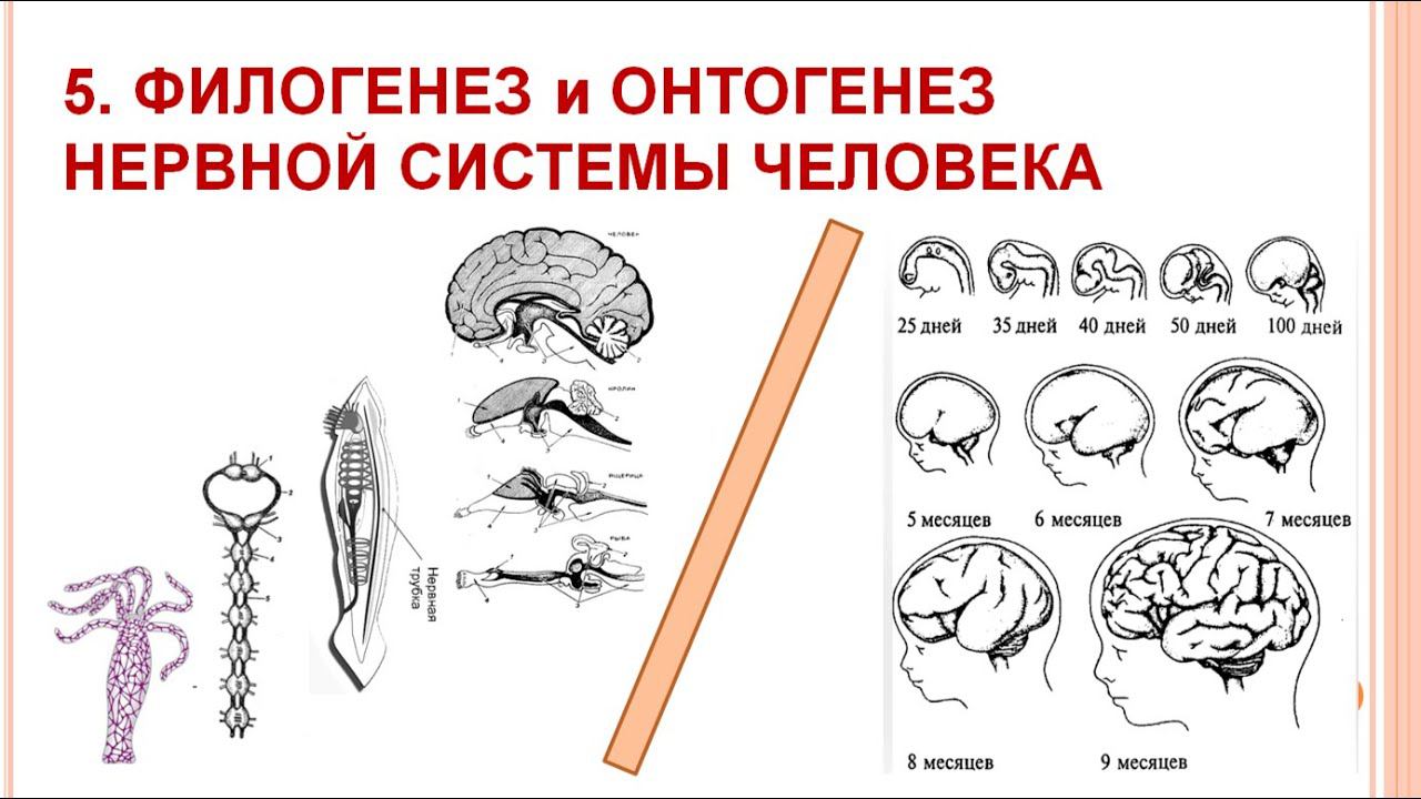 Филогенез и Онтогенез нервной системы 05