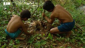 Survival lesson in the jungle: how to catch dangerous snakes | VIETNAM