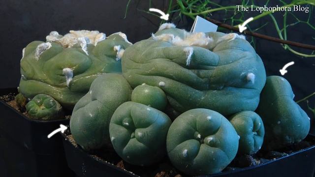 Lophophora diffusa cactus swelling with water, time-lapse video (HD version) смотреть онлайн